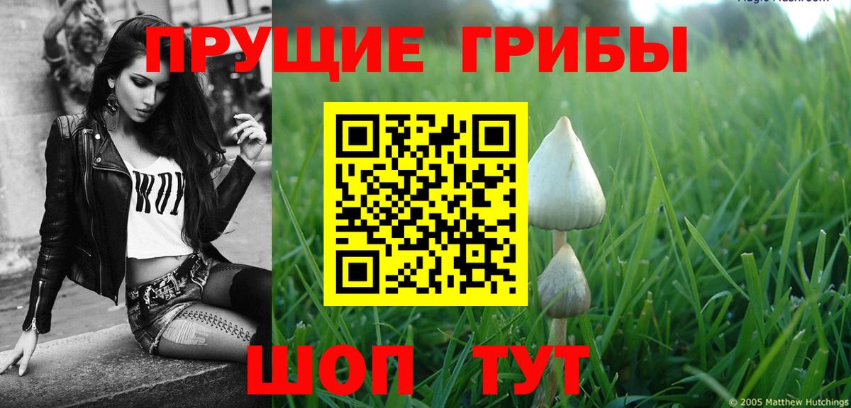 Псилоцибиновые грибы Psilocybe  Вход с VPN  Чехов 
